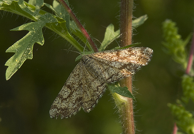 Ematurga atomaria